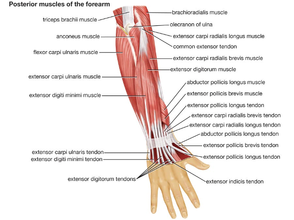 Posterior-Muscles-Of-The-Forearm